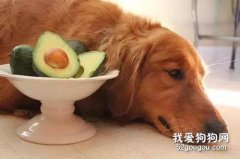 <b>狗能吃牛油果吗 并不是生活必需食物！</b>