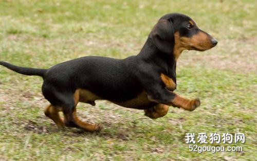 腊肠狗好养吗 这么好的它竟很少人知道!