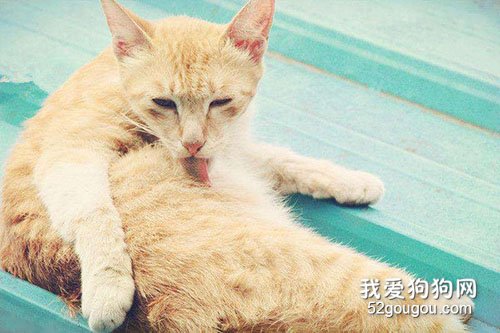 猫呕吐不吃饭能自愈吗 如何解决?