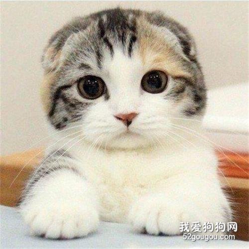猫每天补充牛磺酸多少克? 过量会怎样?