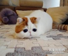 <b>猫吃狗粮会不会有事 狗粮中的营养并不能及时补充给猫咪</b>