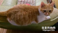 <b>猫咪怀孕期间要注意哪些问题？</b>