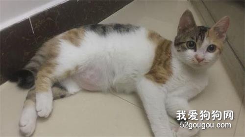 猫咪怀孕期间要注意哪些问题?