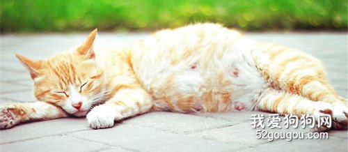 猫咪怀孕期间要注意哪些问题?