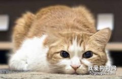 <b>怎么杜绝猫在床上尿 看看是不是疾病问题！</b>