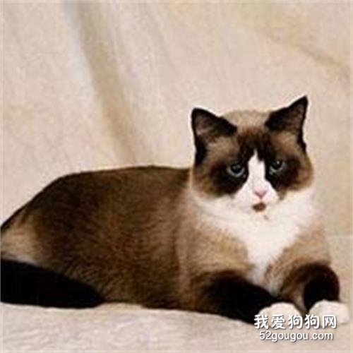 怎么杜绝猫在床上尿 看看是不是疾病问题!