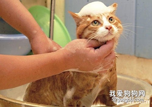 给猫咪洗澡注意什么?