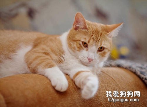 猫猫发出呼噜呼噜的声音是什么意思 并不是睡着了!