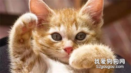 猫猫发出呼噜呼噜的声音是什么意思 并不是睡着了!