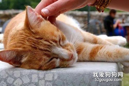 猫猫发出呼噜呼噜的声音是什么意思 并不是睡着了!