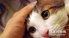<b>为什么猫主子会半夜让铲屎官摸摸头？</b>