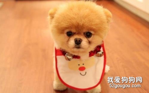 博美冬天需要穿衣服吗 请正确保暖!