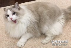 <b>当中国的猫遇到外国的猫，它们能彼此交流吗？</b>