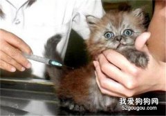 <b>七八个月的猫还能打疫苗吗 有什么注意事项</b>