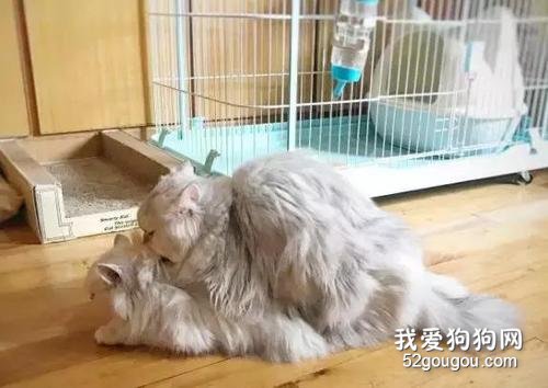 猫咪多大可以配种 需要在性成熟的时候才行!