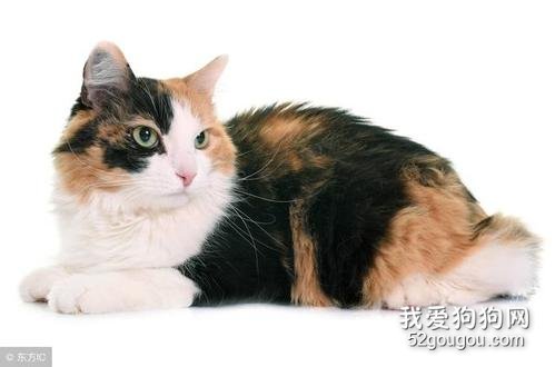 三色猫公猫有繁殖能力吗