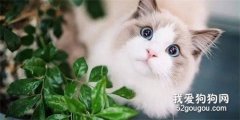 <b>布偶猫眼睛色度表 越蓝越纯吗？</b>