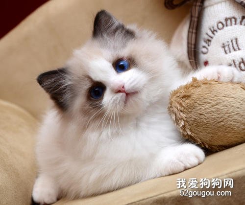 布偶猫眼睛色度表 越蓝越纯吗？