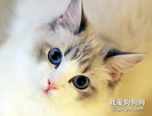 猫毛打结成块怎么处理 饮食也是需要多注意一下的！