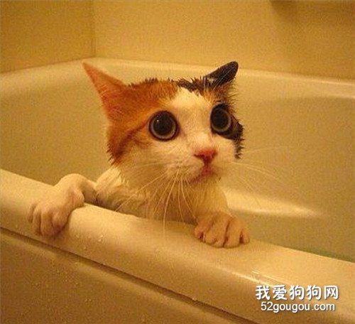 给猫咪洗澡注意什么 这些知识点都需要记住了!