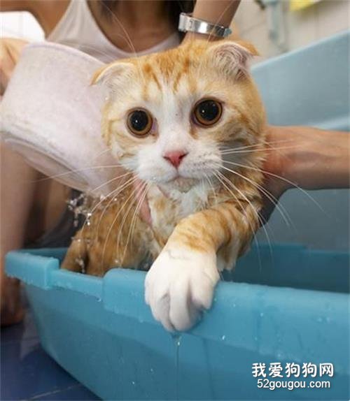 给猫咪洗澡注意什么 这些知识点都需要记住了!