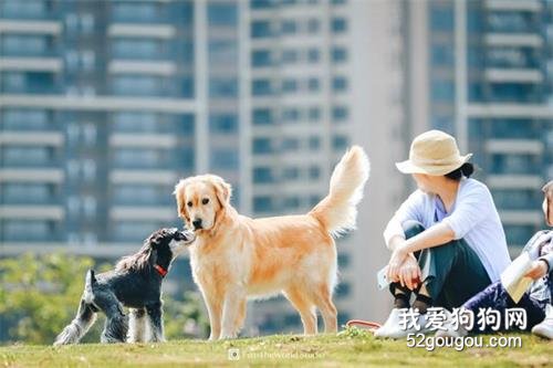 <b>5种会导致狗狗身亡的个人行为，你还要做吗？</b>