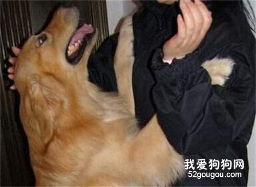狗狗常有的7条“坏习惯”,家里的狗狗会中几个?