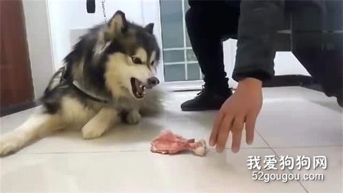 狗狗常有的7条“坏习惯”,家里的狗狗会中几个?