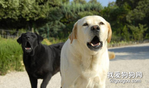 <b>狗狗常有的7条“坏习惯”，家里的狗狗会中几个？</b>