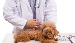 <b>7种状况干万不可以给狗狗洗澡，比较严重的将会会让狗狗送命</b>