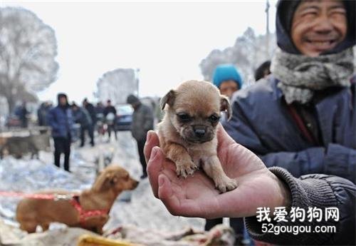 买狗，千万不要买这7种狗狗，不然哭的是你