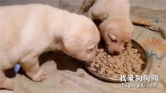 <b>刚断奶的狗狗，吃奶糕还是幼犬粮好？</b>