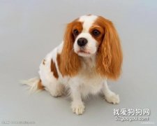 <b>狗狗多大断奶 断奶后吃什么？</b>