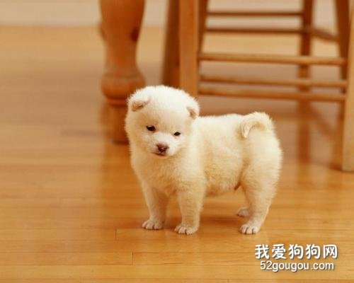 狗狗多大断奶 断奶后吃什么?