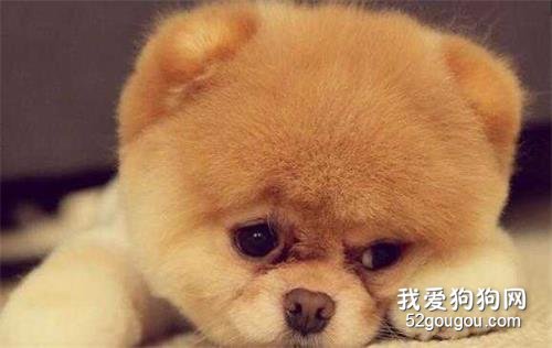 生活中狗狗不喜欢的事情有哪些?
