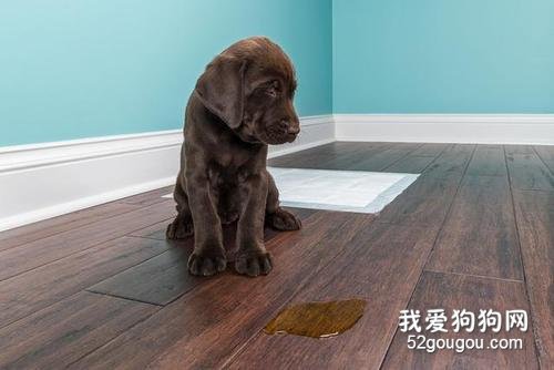 狗狗在家乱尿是什么原因?