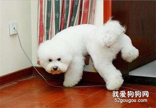 狗狗在家乱尿是什么原因?