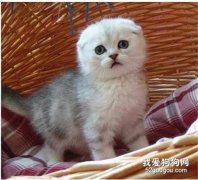 为什么猫咪耳朵有时候会流黄水？