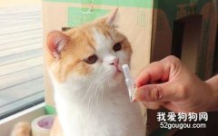 <b>猫咪的体内外驱虫注意事项</b>