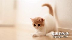 <b>家里养猫咪后还可以种百合花吗？</b>