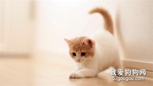 家里养猫咪后还可以种百合花吗?