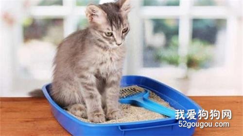 怎么让猫咪学会用猫砂盆?