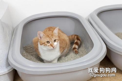 怎么让猫咪学会用猫砂盆?