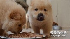 <b>狗狗每天喂食几次 科学喂食须知</b>