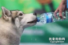 <b>狗狗喝什么水好 矿泉水真的是贵又好吗？</b>