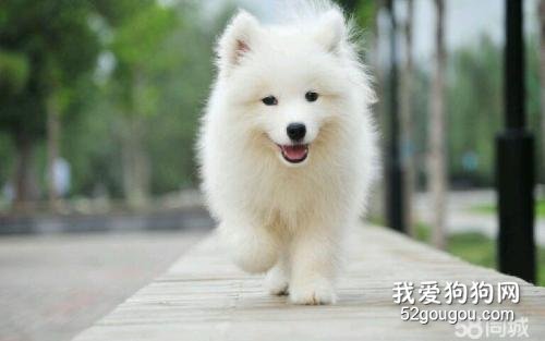 萨摩毛发黄怎么办 改善饮食和护理!