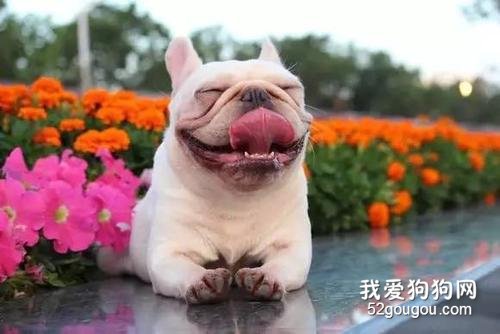 法斗掉毛厉害怎么办?