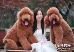 <b>贵宾犬品种有哪些 一共有四种不同品种！</b>