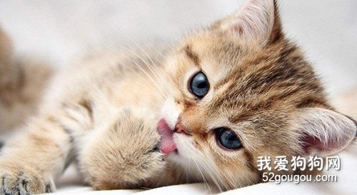 咕噜咕噜叫的猫咪是在生气吗?