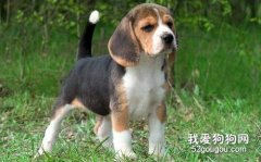 怎么正确喂养比格犬?